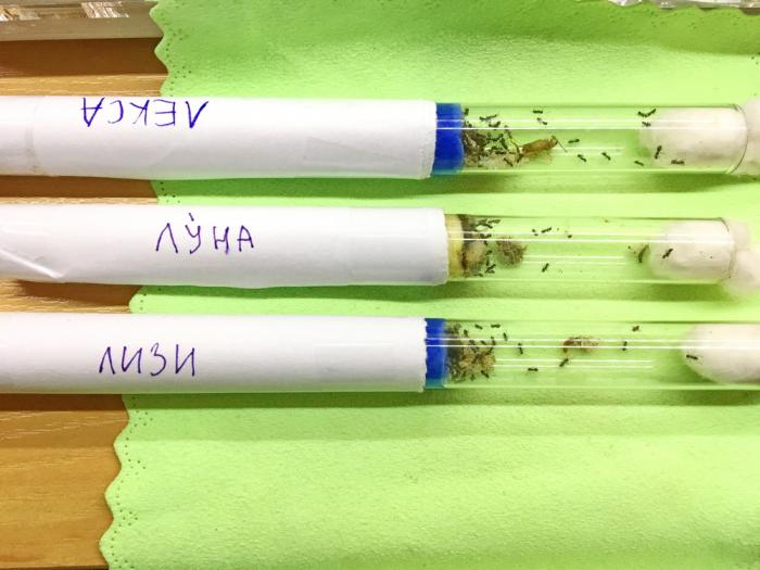 Моя колония Lasius niger на середину октября