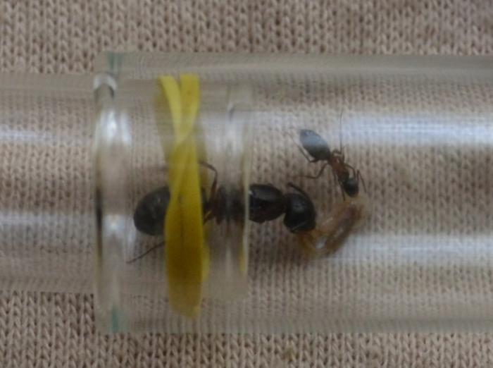 Жёлтая резинка позволяет "мягко подключить пробирку с едой и препятствет побегу"