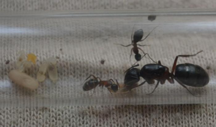 Белок это хорошо!