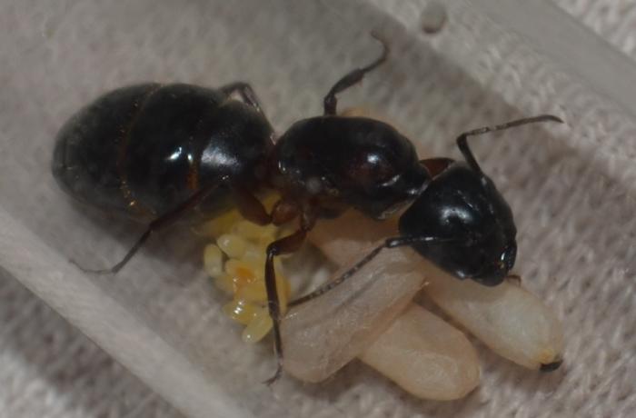  "Это моё. И то моё. Всё моё!"