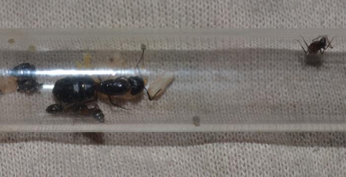 Теперь трое