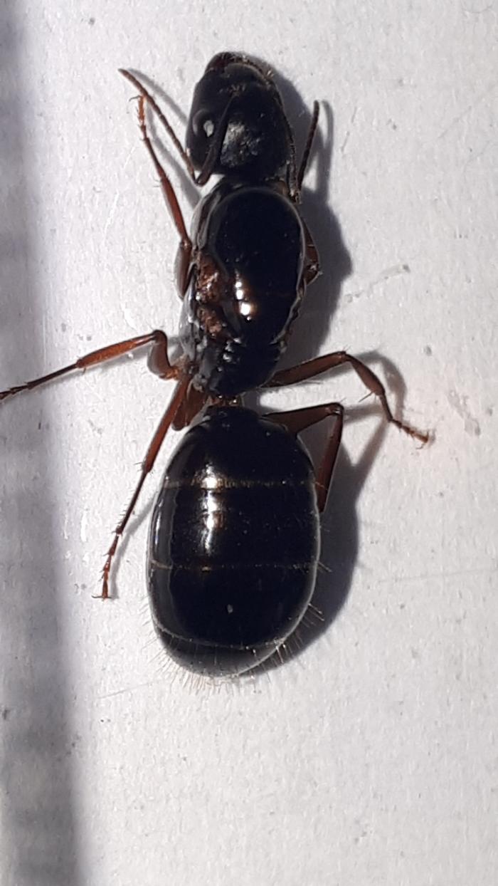 WhatsApp Image 2019-08-10 at 08.44.33.jpeg