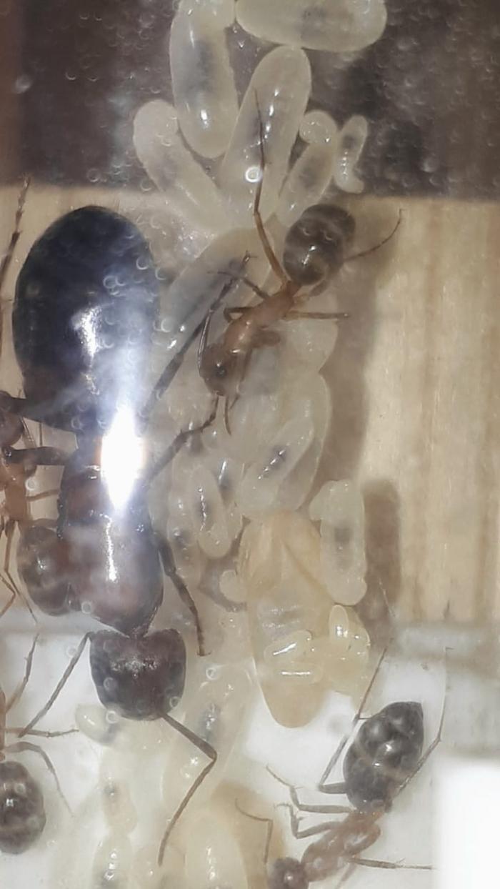 WhatsApp Image 2020-04-27 at 21.11.06.jpeg