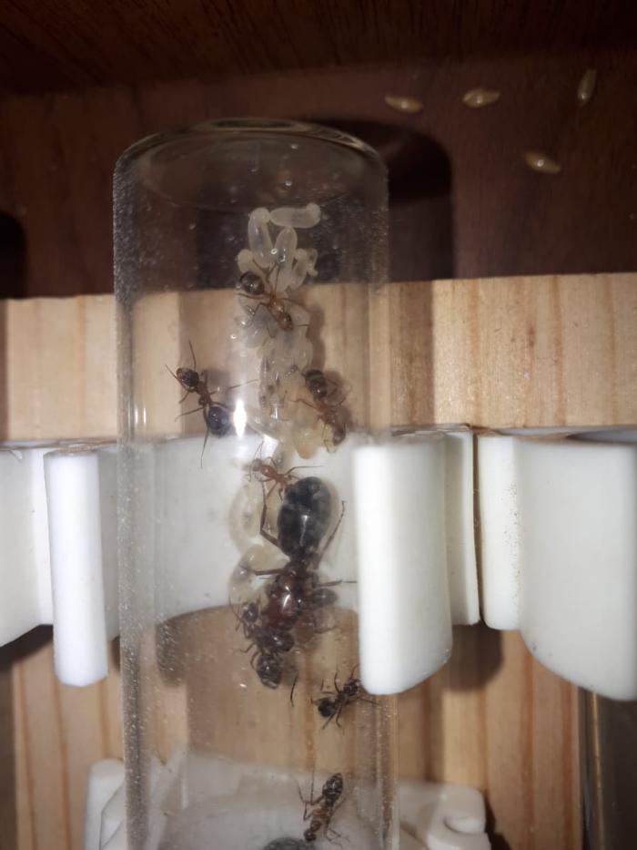 WhatsApp Image 2020-04-27 at 21.13.27.jpeg