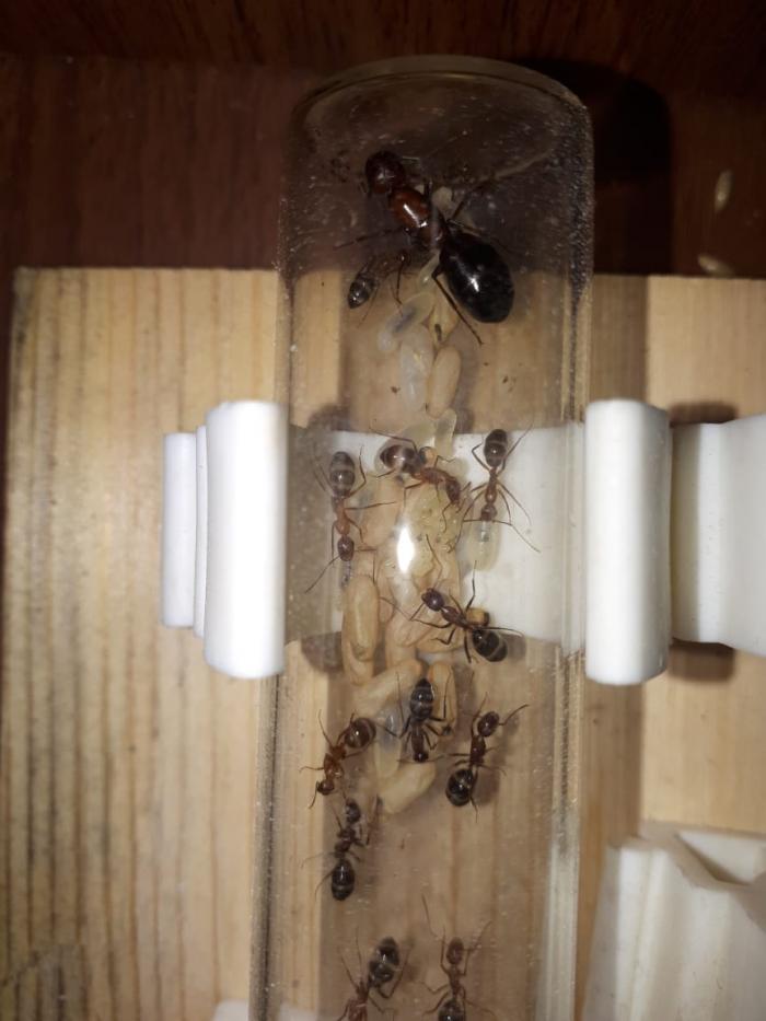 WhatsApp Image 2020-05-26 at 22.29.25.jpeg