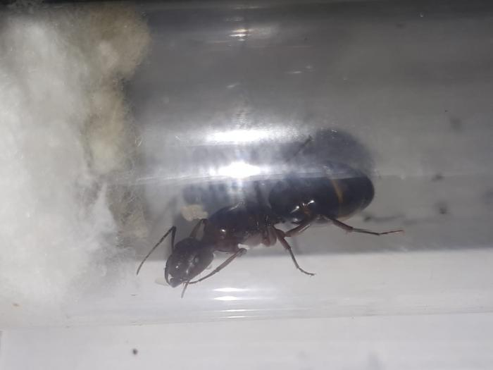 WhatsApp Image 2020-06-12 at 21.17.19.jpeg