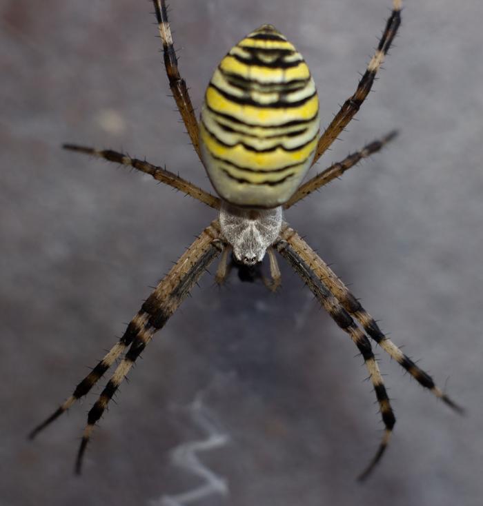 spider_1.jpg