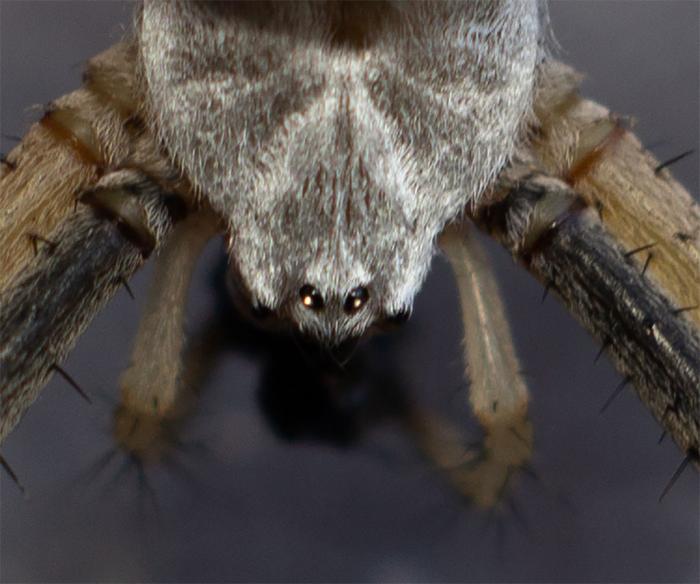 spider_2.jpg