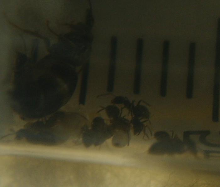 Formica fusca 0001.jpg