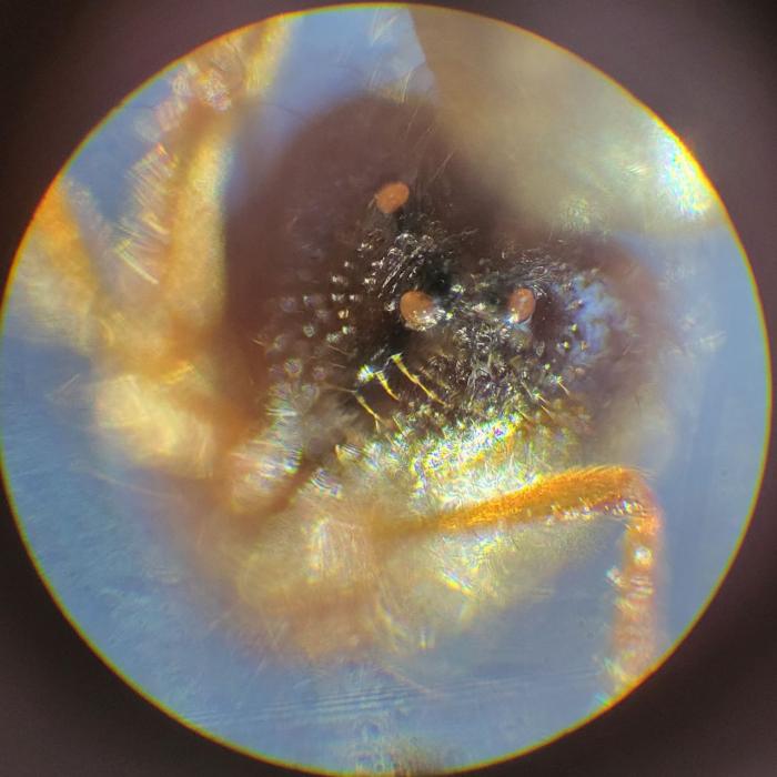 Голова матки Solenopsis fugax.jpg