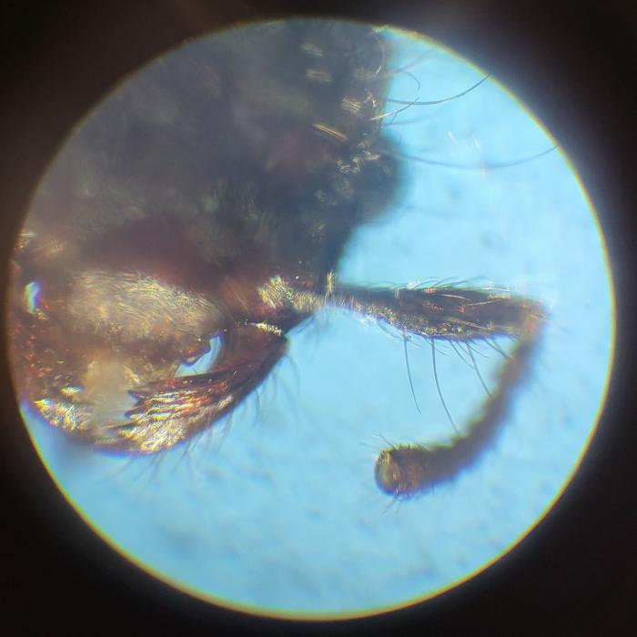 Голова рабочего Meranoplus bicolor.jpg